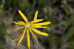 Pineland false sunflower